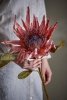 Bloomingville sztuczna gałązka Protea 100 cm